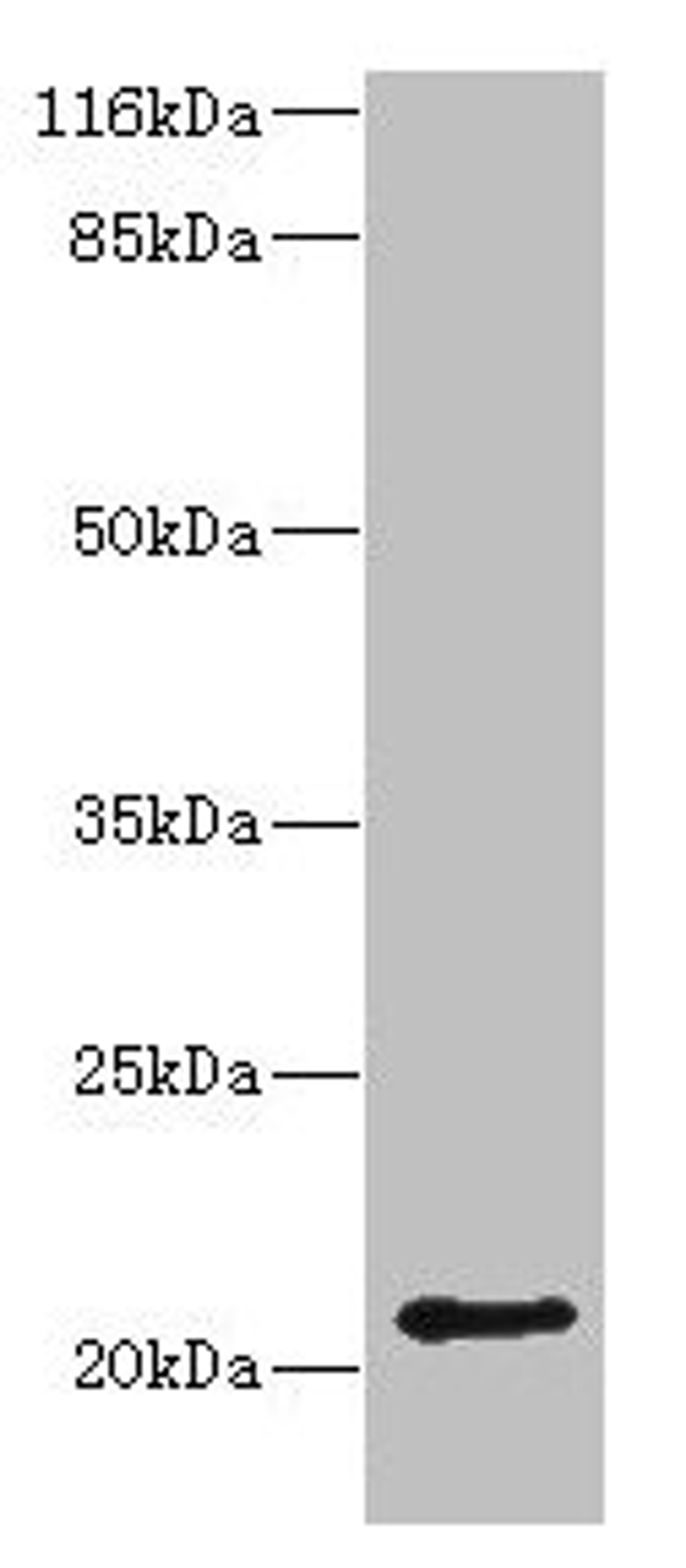 Western blot. All lanes: HDDC3 antibody at 2ug/ml + Mouse heart tissue. Secondary. Goat polyclonal to rabbit IgG at 1/10000 dilution. Predicted band size: 21, 16 kDa. Observed band size: 21 kDa. 