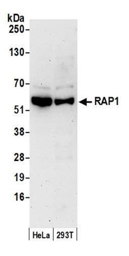 Detection of human RAP1 by western blot.