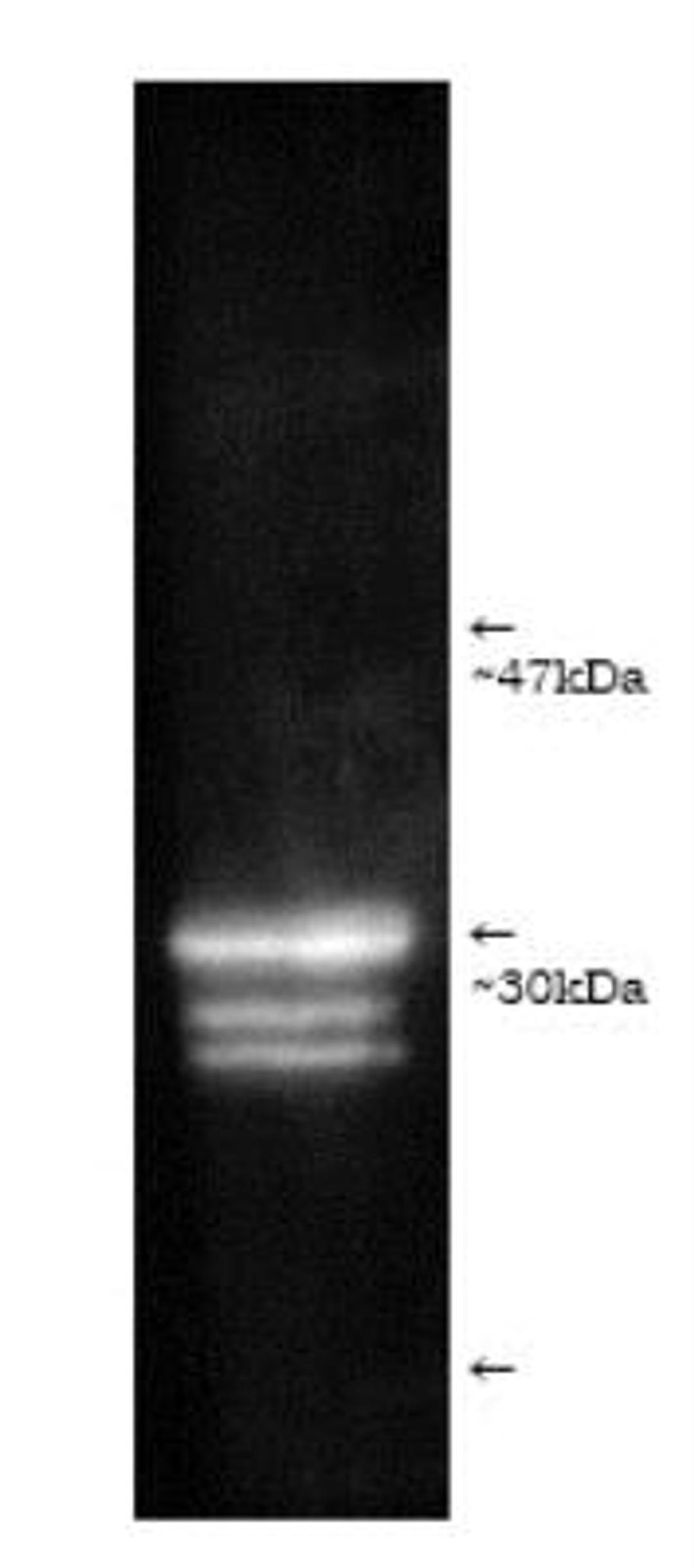 Western Blot: Proteasome 20S C2 Antibody [NB600-1016] - Luminograph of human erythrocyte-derived 20S proteasome lysate after SDS-PAGE followed by blotting onto PVDF and probing with antibody NB600-1016. Antibody dilution 1:1000 using ECL procedure (1 min exposure).