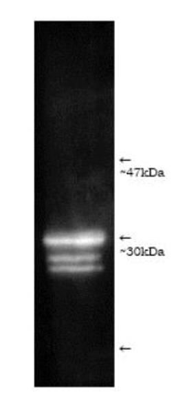 Western Blot: Proteasome 20S C2 Antibody [NB600-1016] - Luminograph of human erythrocyte-derived 20S proteasome lysate after SDS-PAGE followed by blotting onto PVDF and probing with antibody NB600-1016. Antibody dilution 1:1000 using ECL procedure (1 min exposure).