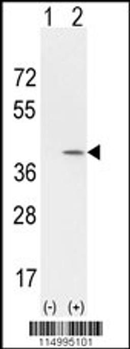 Western Blot in 293 cell lysates (2 ug/lane) either nontransfected (Lane 1) or transiently transfected with the CCND1 gene (Lane 2).