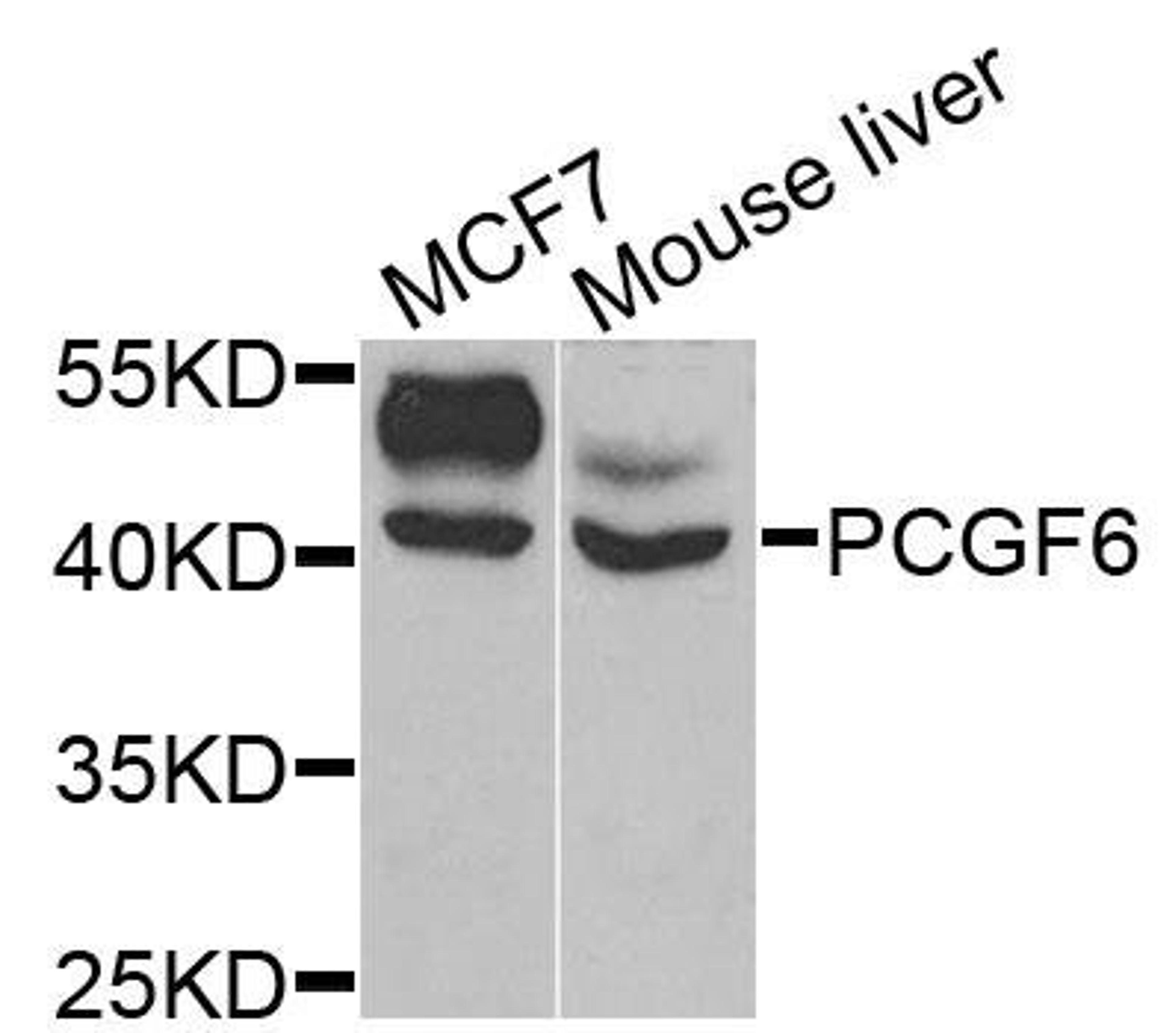 Western blot analysis of extracts of various cells using PCGF6 antibody