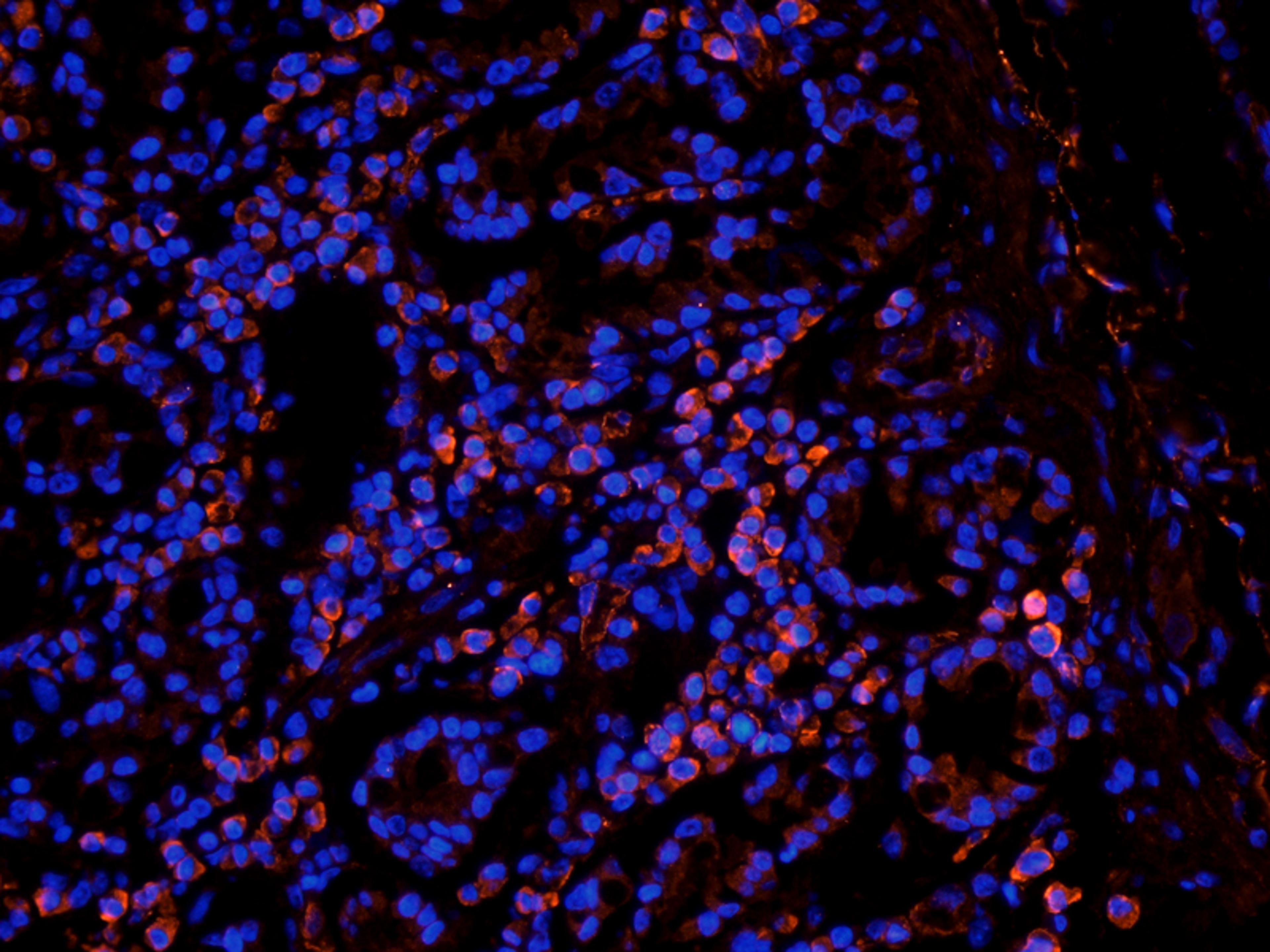 Immunofluorescence image of pig small intestines tissue using Leptin Receptor antibody (2.5 ug/ml)