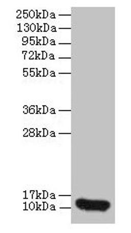 Western blot. All lanes: CXCL8 antibody at 2µg/ml + 293T whole cell lysate. Secondary. Goat polyclonal to rabbit IgG at 1/10000 dilution. Predicted band size: 12 kDa. Observed band size: 12 kDa
