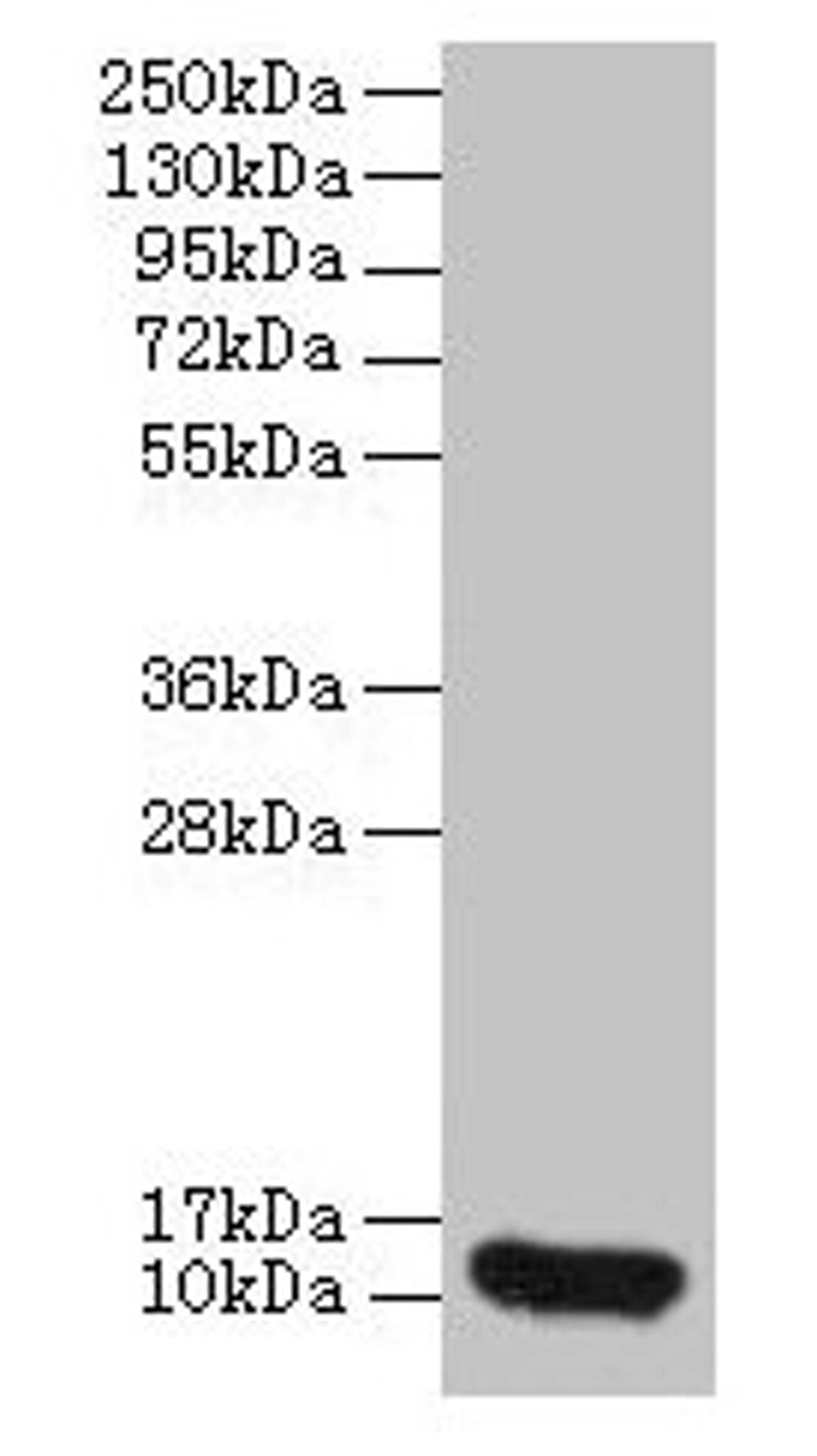 Western blot. All lanes: CXCL8 antibody at 2µg/ml + 293T whole cell lysate. Secondary. Goat polyclonal to rabbit IgG at 1/10000 dilution. Predicted band size: 12 kDa. Observed band size: 12 kDa