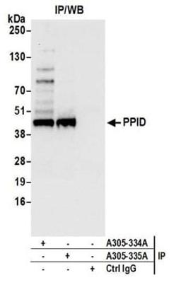 Detection of human PPID by western blot of immunoprecipitates.