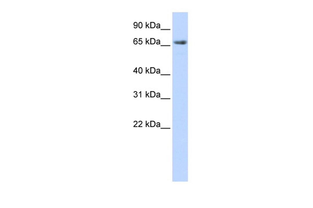 Antibody used in WB on Human Heart at 0.2-1 ug/ml.