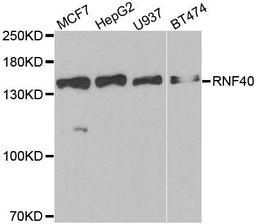 Western blot analysis of extracts of various cell lines using RNF40 antibody