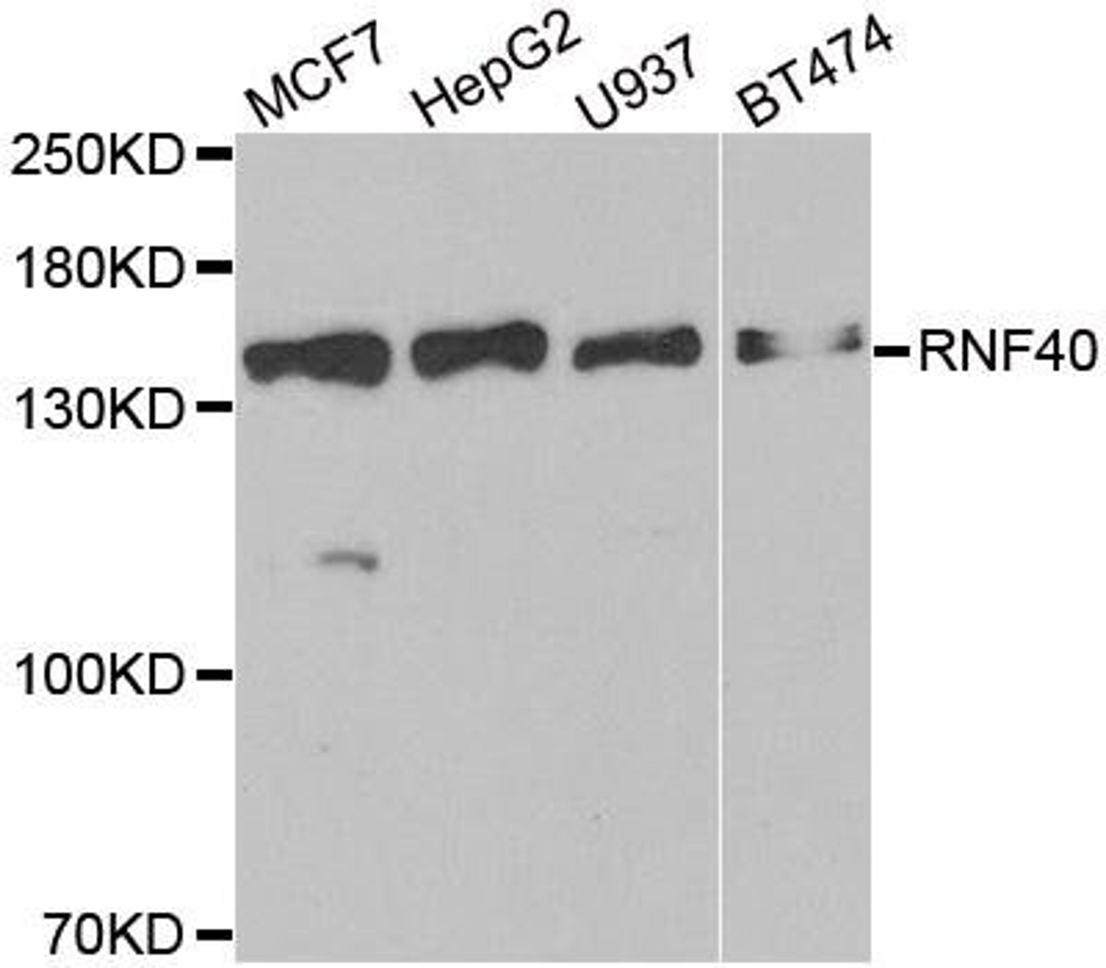 Western blot analysis of extracts of various cell lines using RNF40 antibody