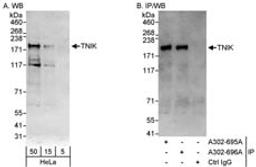 Detection of human TNIK by western blot and immunoprecipitation.