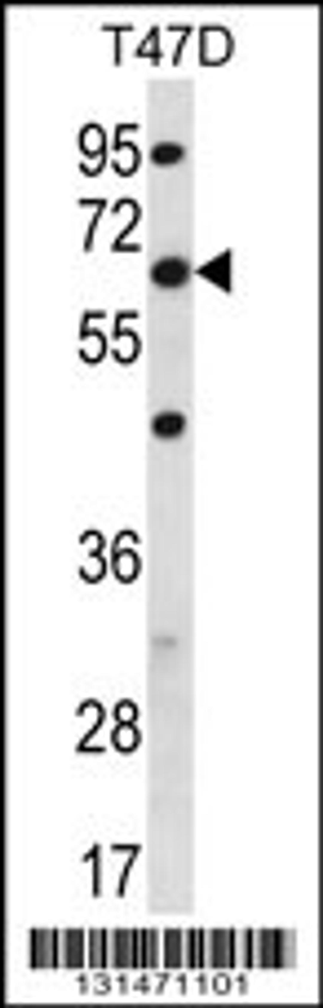 Western blot analysis in T47D cell line lysates (35ug/lane).