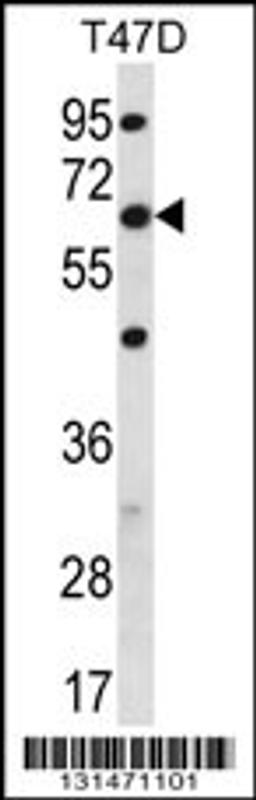 Western blot analysis in T47D cell line lysates (35ug/lane).