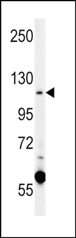 Western blot analysis in K562 cell line lysates (15ug/lane).