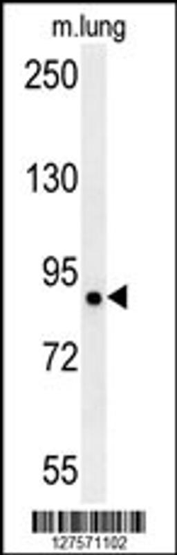 Western blot analysis in mouse lung tissue lysates (15ug/lane).This demonstrates the detected LRRC4B protein (arrow).