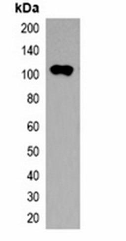 Western blot analysis of 293T cell lysate using Trx-tag antibody