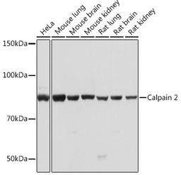 Western blot - Calpain 2 Rabbit mAb (A4066)