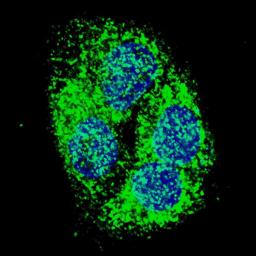 Fluorescent confocal image of HepG2 cells stained with BNIP3 (BH3 Domain Specific) antibody. HepG2 cells were fixed with 4% PFA (20 min), permeabilized with Triton X-100 (0.2%, 30 min). Cells were then incubated with BNIP3 (BH3 Domain Specific) primary an