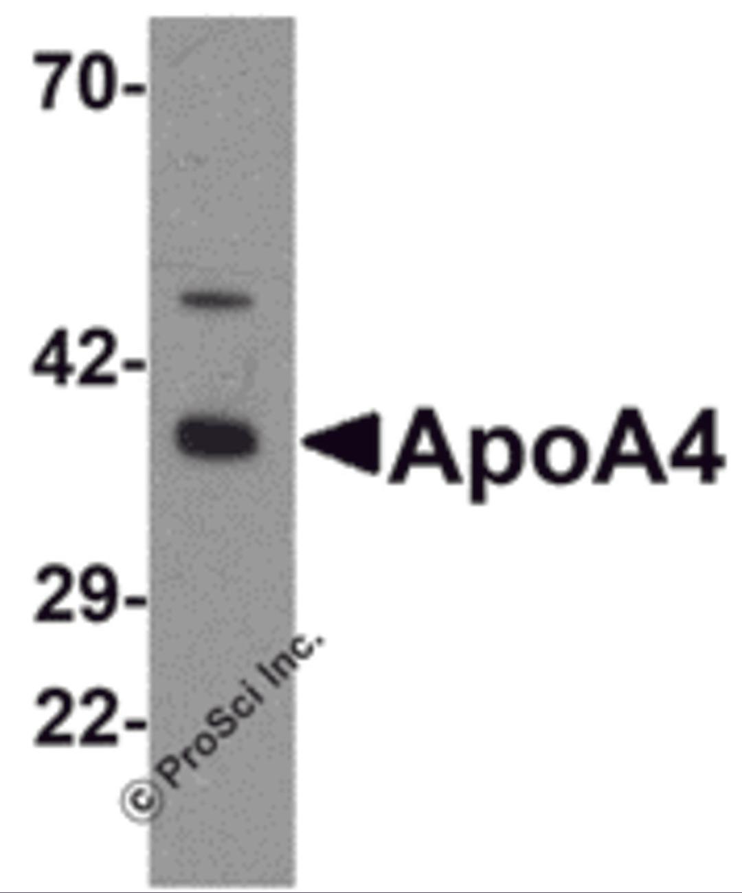 Western blot analysis of ApoA4 in chicken small intestine tissue lysate with ApoA4 antibody at 1 &#956;g/mL 