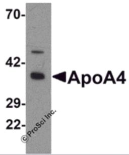 Western blot analysis of ApoA4 in chicken small intestine tissue lysate with ApoA4 antibody at 1 &#956;g/mL 