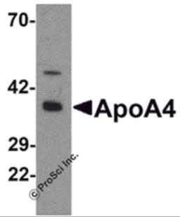 Western blot analysis of ApoA4 in chicken small intestine tissue lysate with ApoA4 antibody at 1 μg/mL