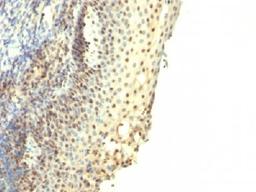 Immunohistochemical staining of human Tonsil tissue using IPO-38 antibody