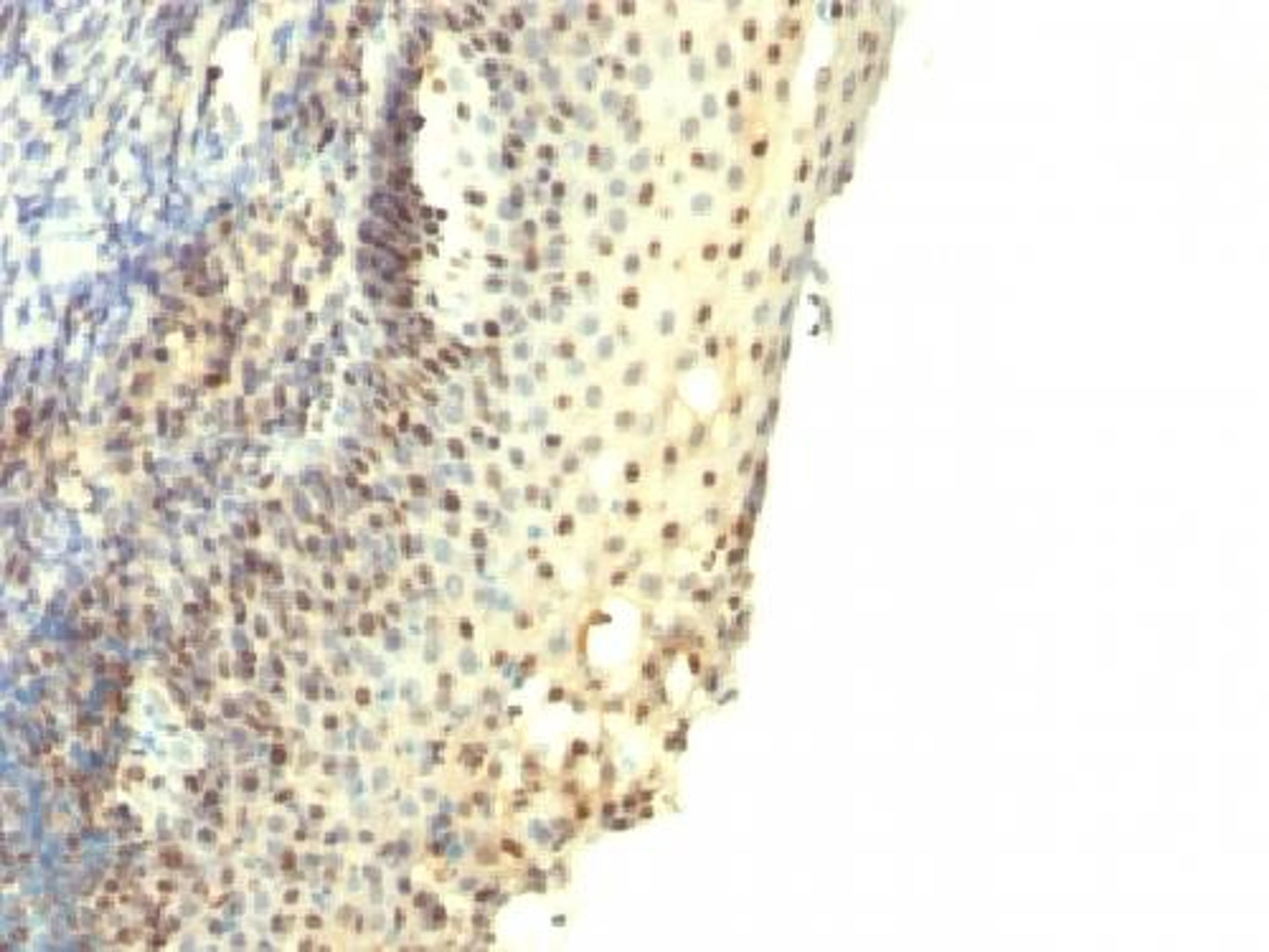 Immunohistochemical staining of human Tonsil tissue using IPO-38 antibody