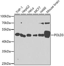 Western blot - POLD3 antibody (A7243)