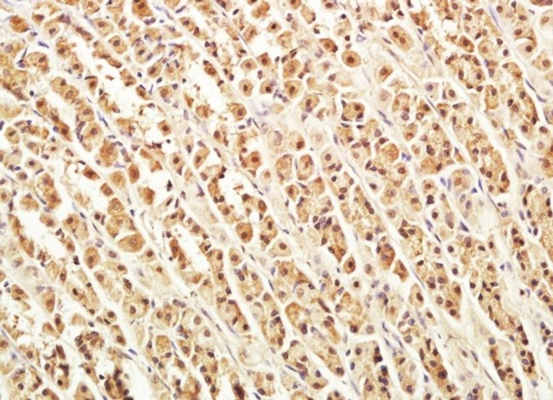 Immunohistochemical analysis of rat stomach tissue with VWCE antibody.