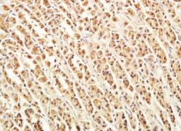 Immunohistochemical analysis of rat stomach tissue with VWCE antibody.