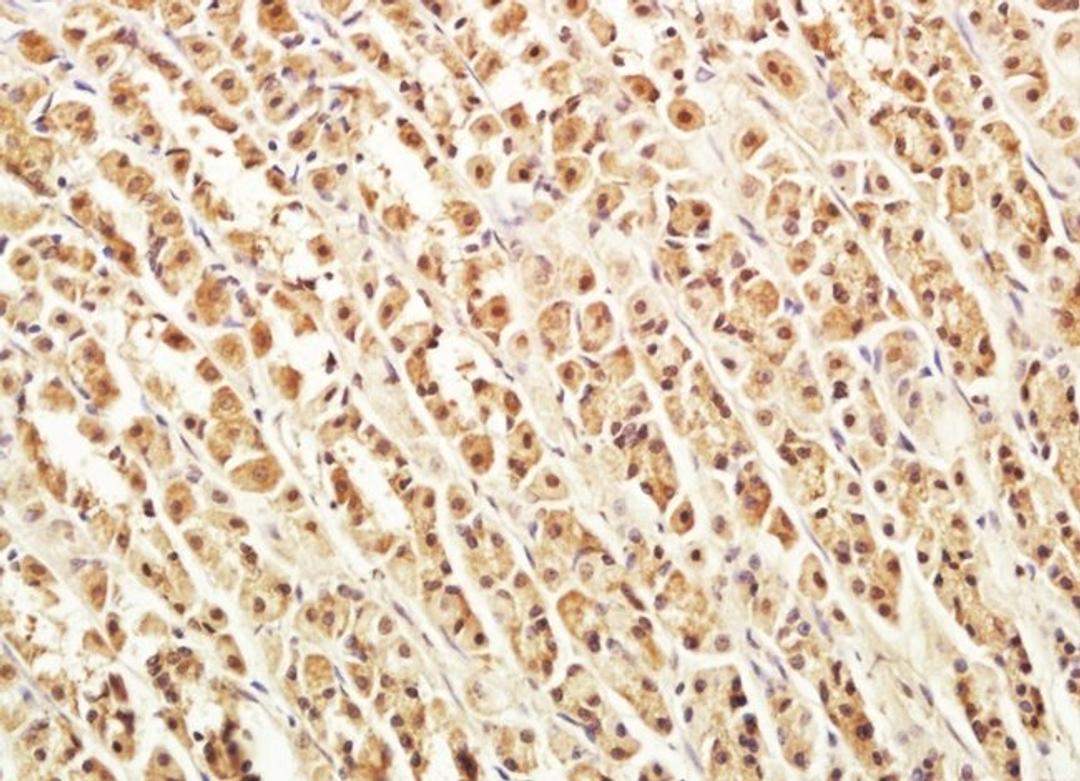 Immunohistochemical analysis of rat stomach tissue with VWCE antibody.