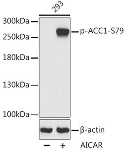 Western blot - Phospho-ACC1-S79 antibody (AP0298)