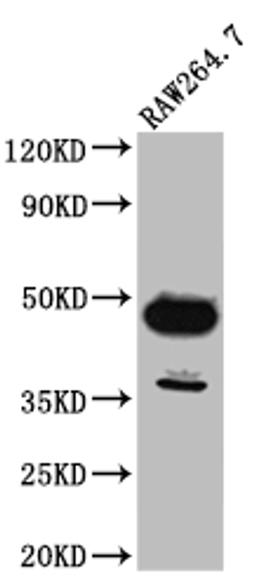 Western Blot. Positive WB detected in: RAW264.7 whole cell lysate. All lanes: GATA3 antibody at 1:1000. Secondary. Goat polyclonal to rabbit IgG at 1/50000 dilution. Predicted band size: 48, 49 kDa. Observed band size: 48 kDa.