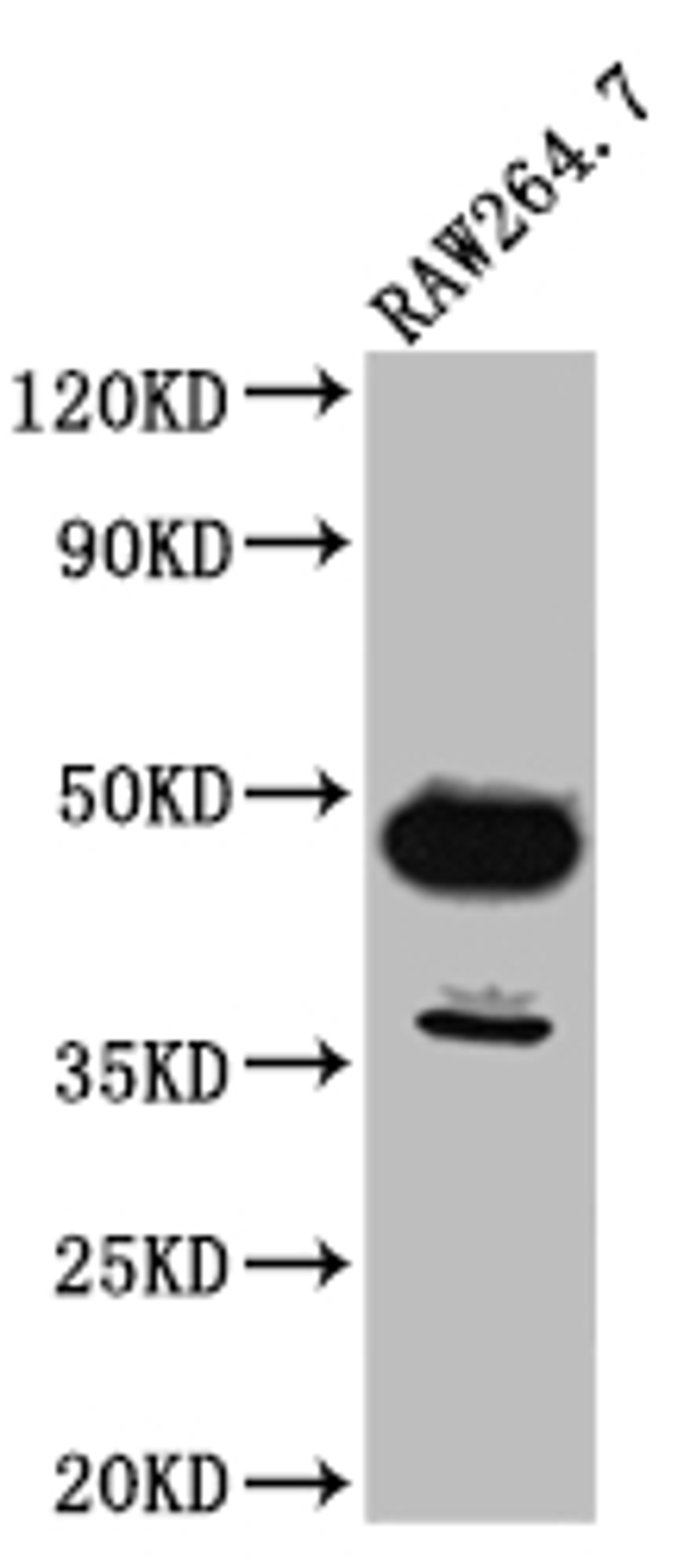 Western Blot. Positive WB detected in: RAW264.7 whole cell lysate. All lanes: GATA3 antibody at 1:1000. Secondary. Goat polyclonal to rabbit IgG at 1/50000 dilution. Predicted band size: 48, 49 kDa. Observed band size: 48 kDa.