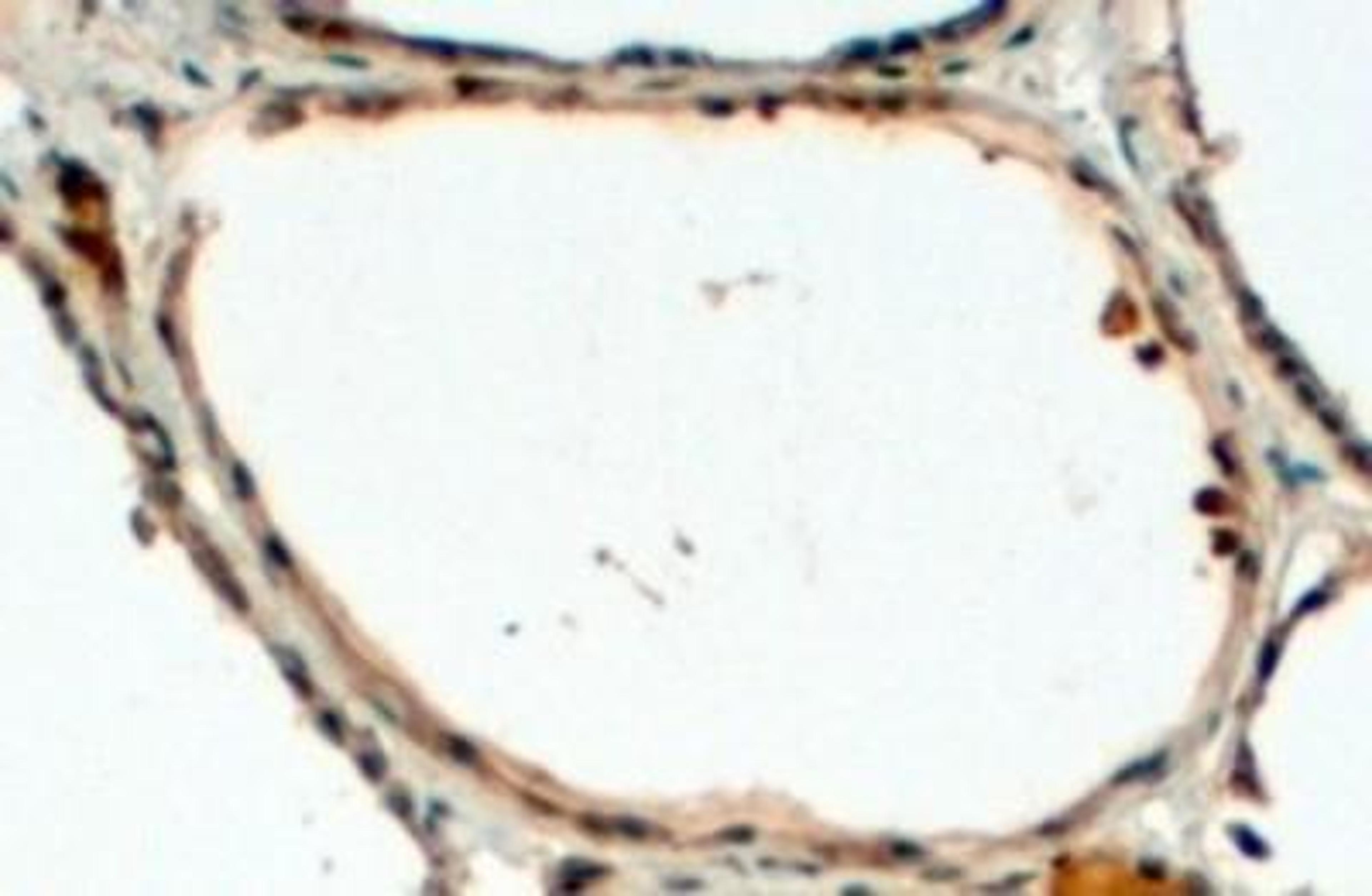 Immunohistochemistry-Paraffin: DUOX1 Antibody [NB100-93521] - (4ug/ml) staining of paraffin embedded Human Thyroid Gland. Steamed antigen retrieval with Tris/EDTA buffer pH 9, HRP-staining.