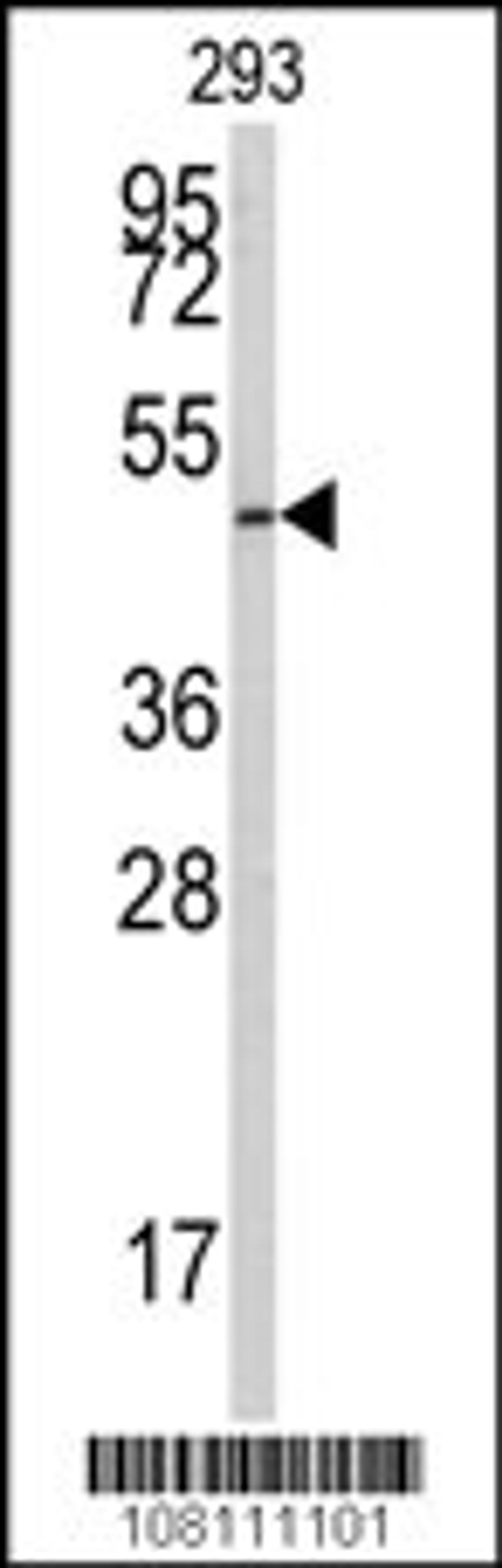 Western blot analysis of anti-E2F1 Antibody (S332) in 293 cell line lysates (35ug/lane)