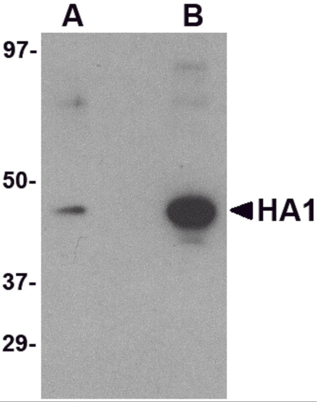 Western blot analysis of (A) 5 ng and (B) 25 ng of recombinant HA1 with Hemagglutinin antibody at 1 &#956;g/mL.