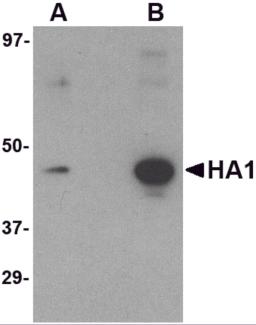 Western blot analysis of (A) 5 ng and (B) 25 ng of recombinant HA1 with Hemagglutinin antibody at 1 &#956;g/mL.