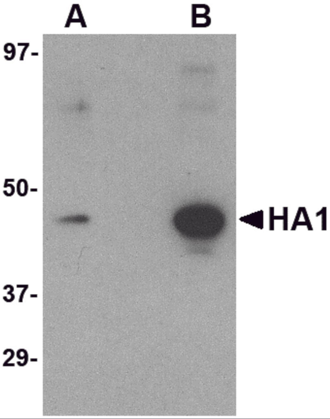Western blot analysis of (A) 5 ng and (B) 25 ng of recombinant HA1 with Hemagglutinin antibody at 1 μg/mL.