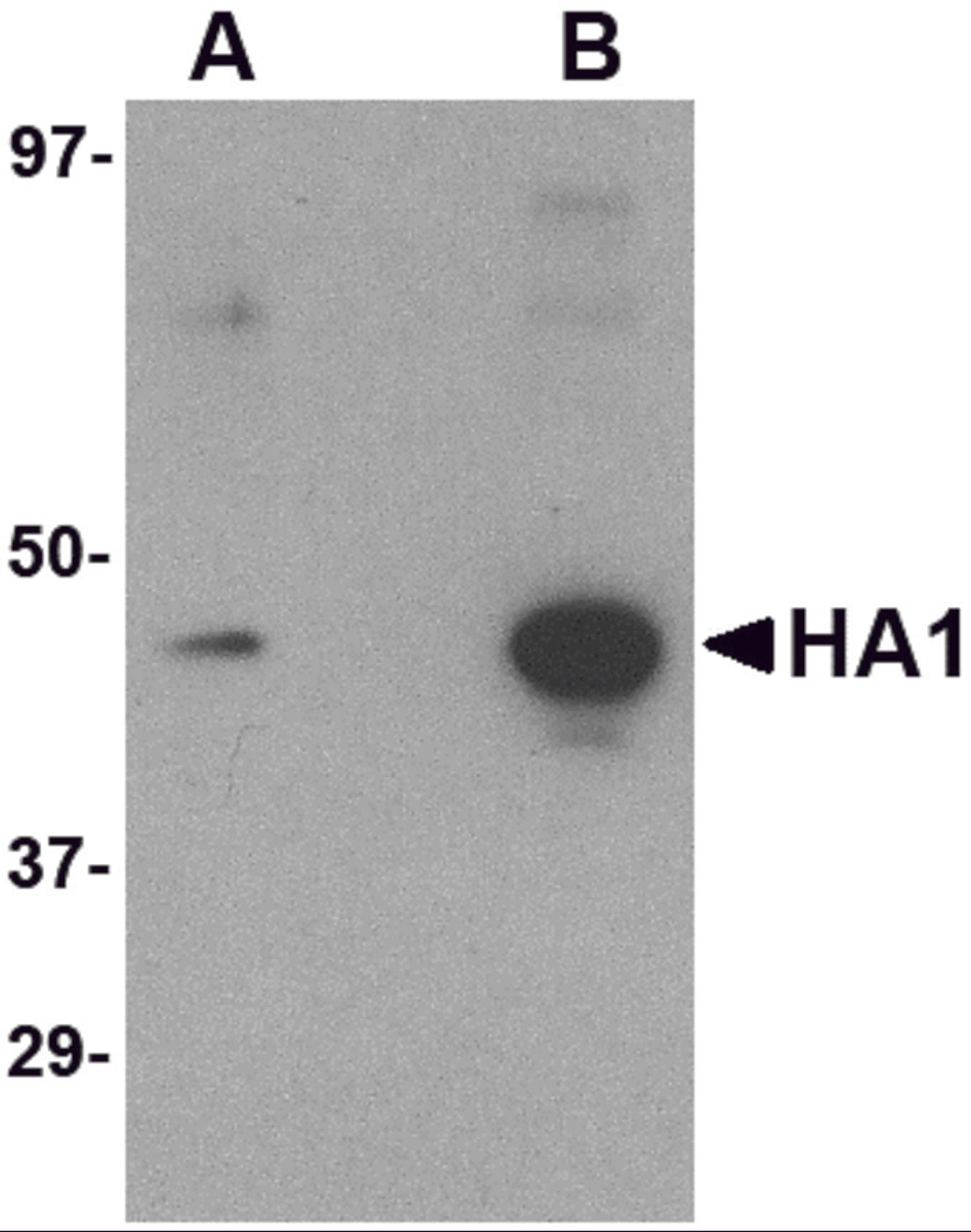 Western blot analysis of (A) 5 ng and (B) 25 ng of recombinant HA1 with Hemagglutinin antibody at 1 μg/mL.