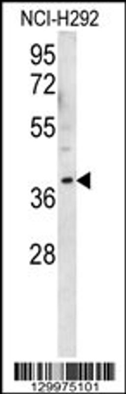 Western blot analysis in NCI-H292 cell line lysates (35ug/lane).