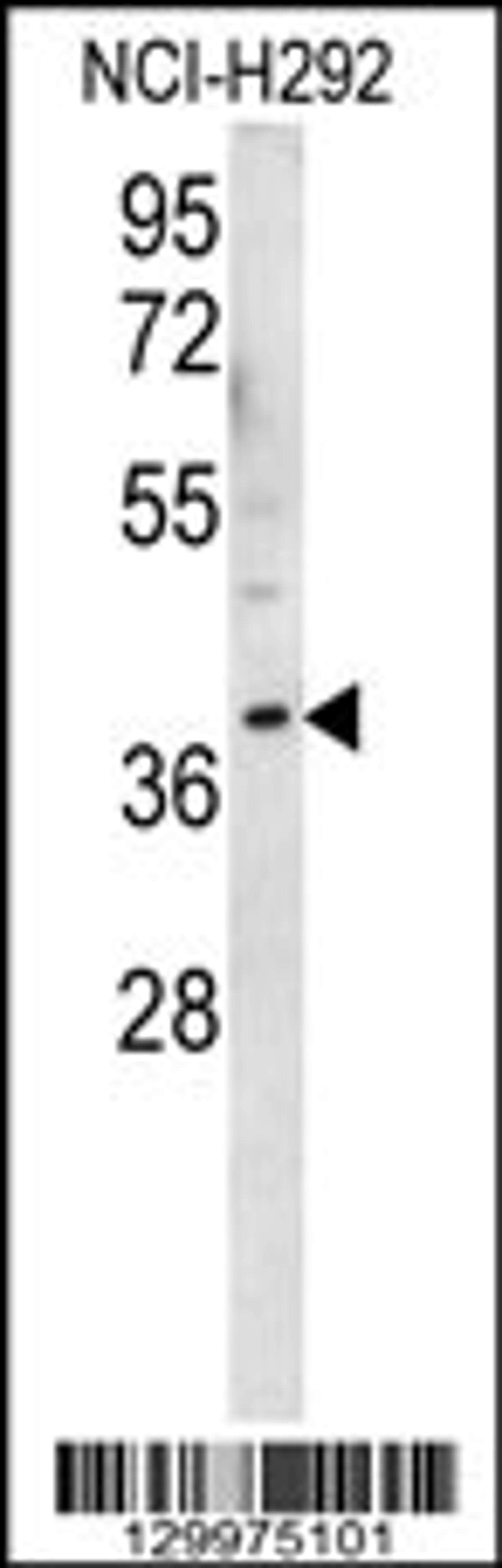 Western blot analysis in NCI-H292 cell line lysates (35ug/lane).