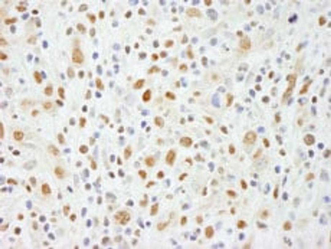 Detection of human NIF1 by immunohistochemistry.