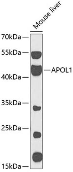 Western blot - APOL1 antibody (A13376)