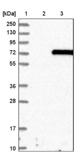 Western Blot: Munc18c Antibody [NBP1-80636] - Lane 1: Marker [kDa] 250, 130, 95, 72, 55, 36, 28, 17, 10<br/>Lane 2: Negative control (vector only transfected HEK293T lysate)<br/>Lane 3: Over-expression lysate (Co-expressed with a C-terminal myc-DDK tag (~3.1 kDa) in mammalian HEK293T cells, LY416088)