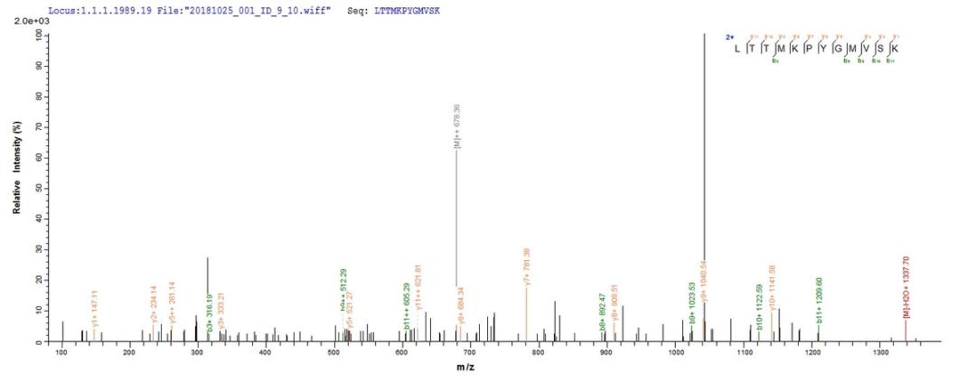 Based on the SEQUEST from database of E.coli host and target protein, the LC-MS/MS Analysis result of CSB-EP761526HDAM could indicate that this peptide derived from E.coli-expressed Human metapneumovirus (strain CAN97-83) (HMPV) M.