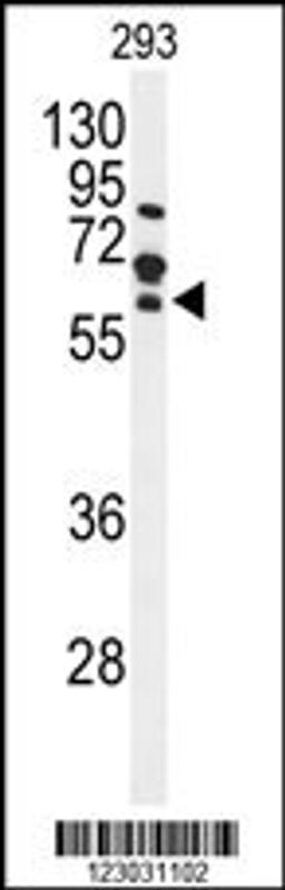 Western blot analysis of FZD4 Antibody in 293 cell line lysates (35ug/lane)