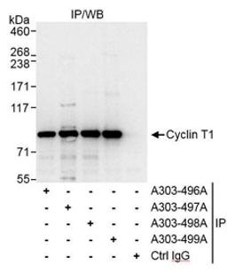 Detection of human Cyclin T1 by western blot of immunoprecipitates.