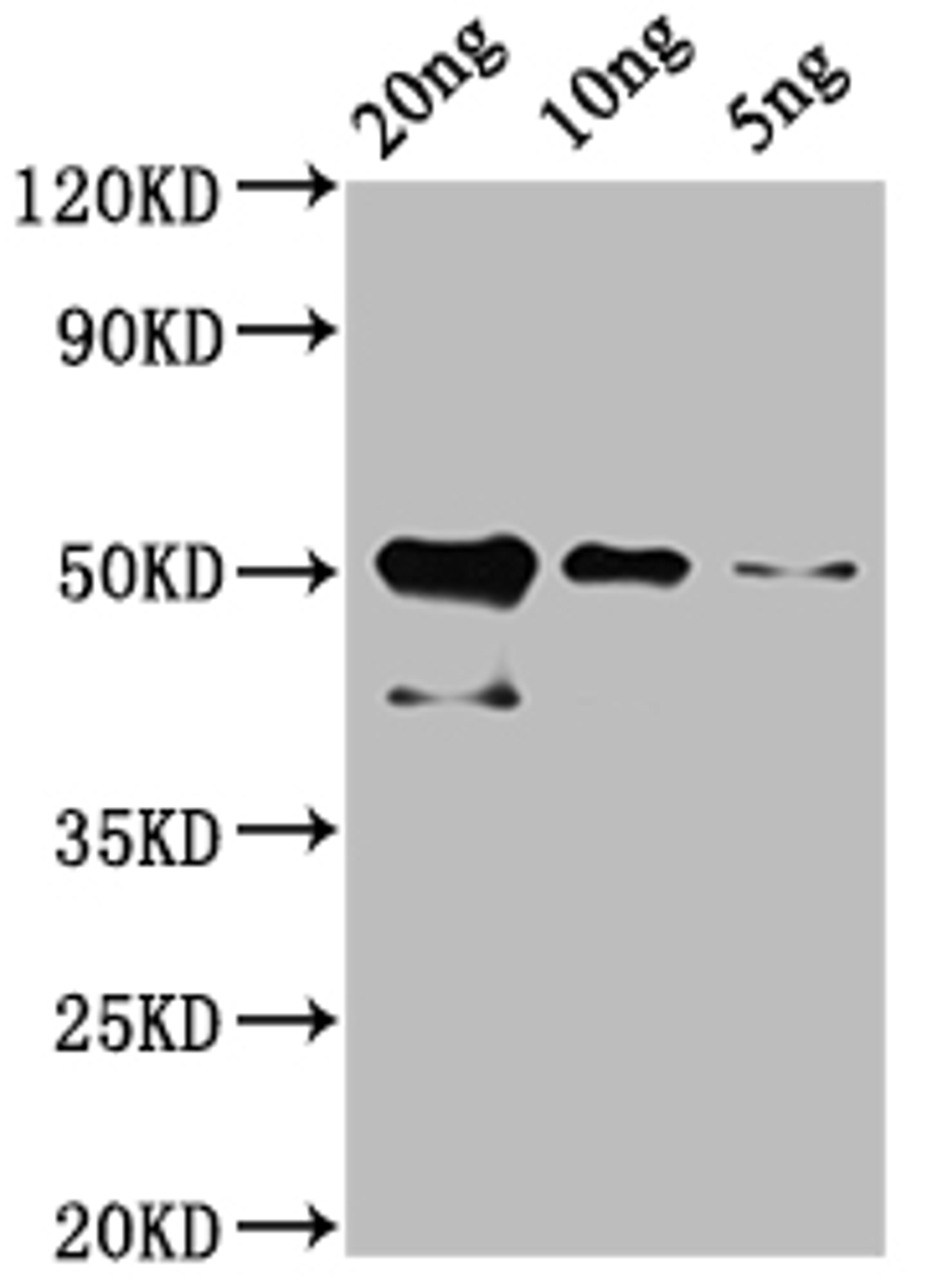 Western Blot.  Positive WB detected in: Recombinant cry1Ac protein at 20ng, 10ng, 5ng .  All lanes: cry1Ac antibody at 1:2000.  Secondary.  Goat polyclonal to rabbit IgG at 1/50000 dilution.  Predicted band size: 51 kDa.  Observed band size: 51 kDa. 