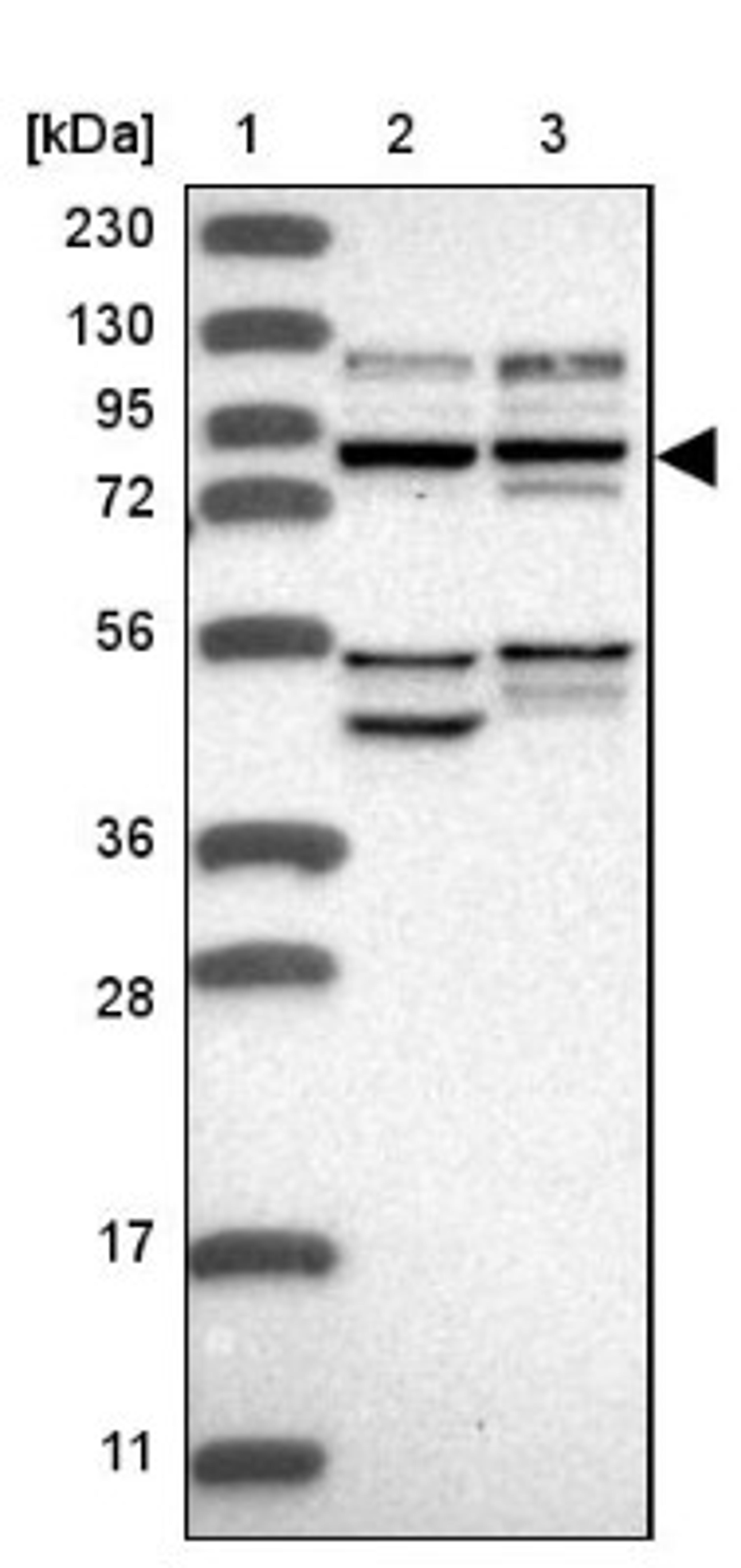 Western Blot: USP1 Antibody [NBP1-85950] - Lane 1: Marker [kDa] 230, 130, 95, 72, 56, 36, 28, 17, 11<br/>Lane 2: Human cell line RT-4<br/>Lane 3: Human cell line U-251MG sp