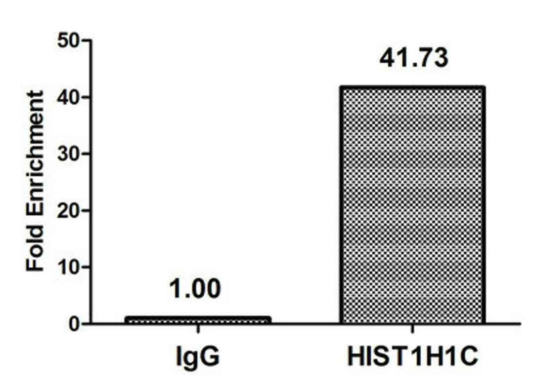 Chromatin Immunoprecipitation Hela (10<sup>6</sup>, treated with 30mM sodium butyrate for 4h) were treated with Micrococcal Nuclease, sonicated, and immunoprecipitated with 5µg anti-HIST1H1C (CSB-PA010378OA80hibHU) or a control normal rabbit IgG. The resulting ChIP DNA was quantified using real-time PCR with primers against the β-Globin promoter.